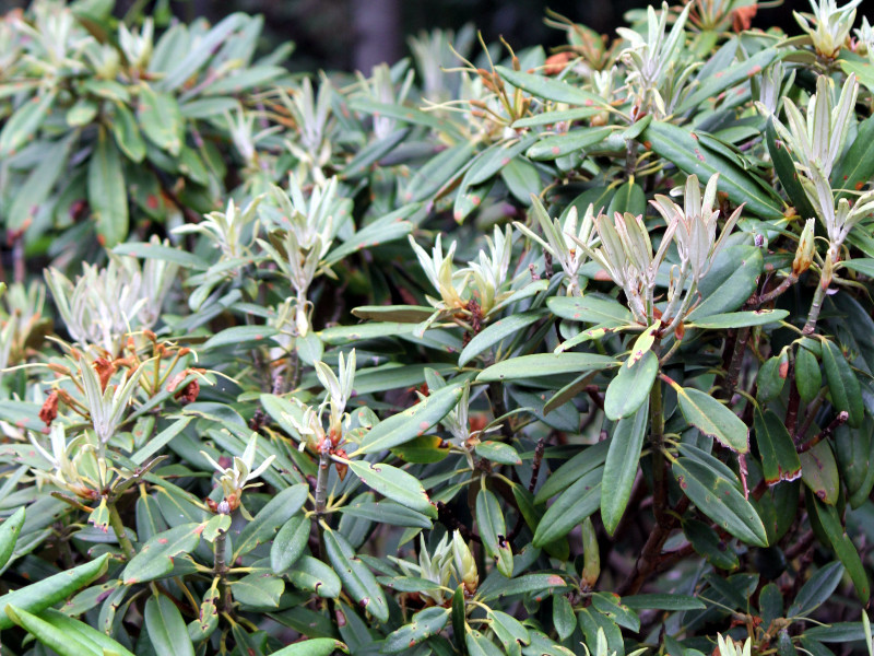 Rhododendron degronianum