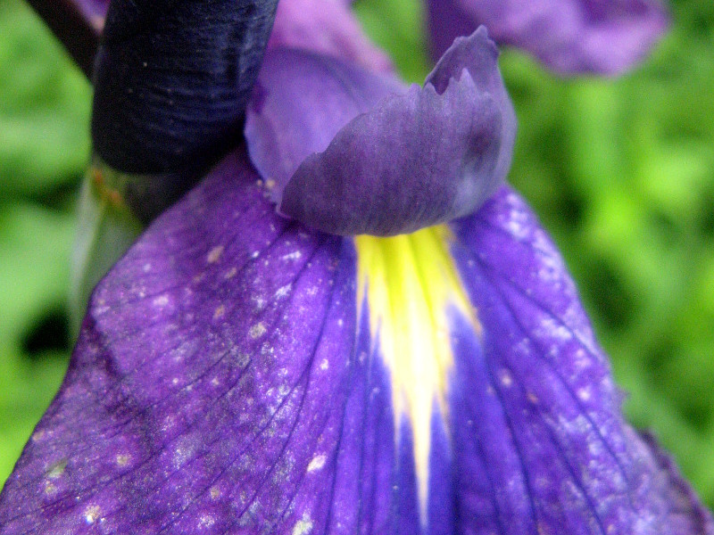  Japanese water iris