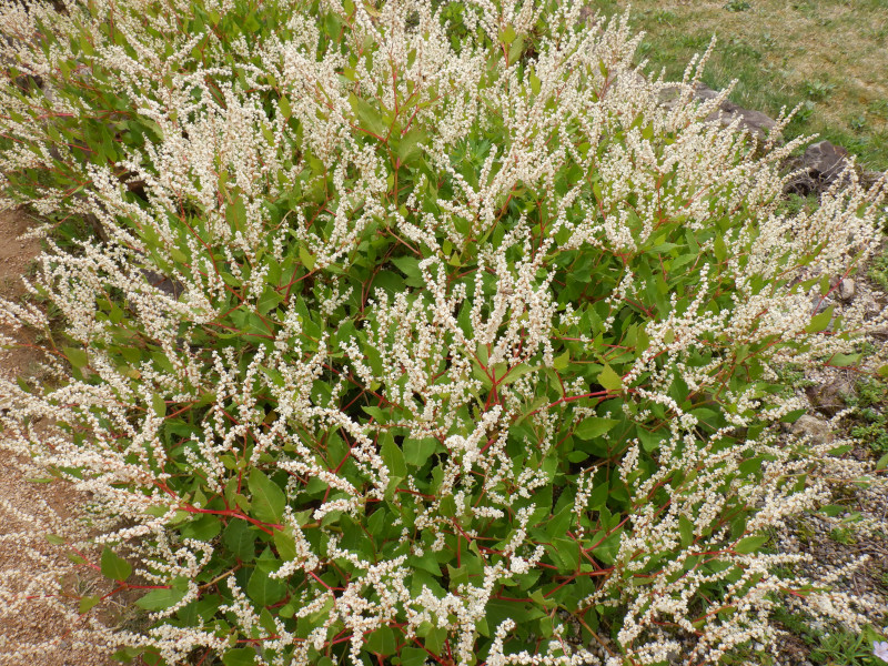  Aconogonon nakaii
