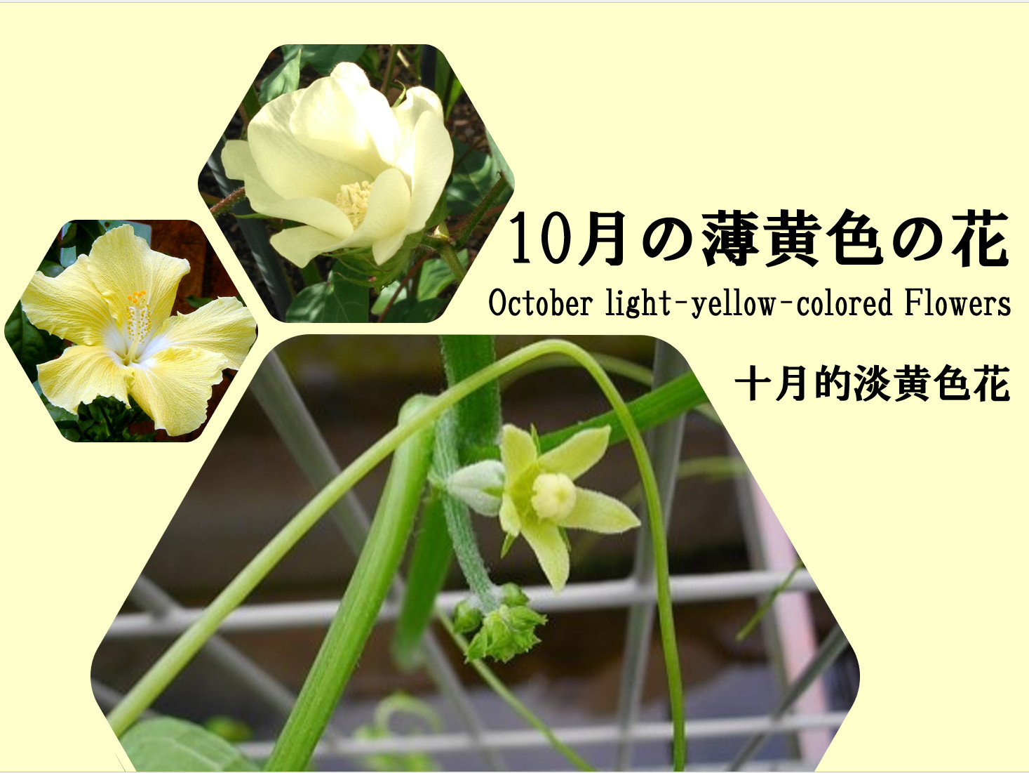 10月の薄黄色の花