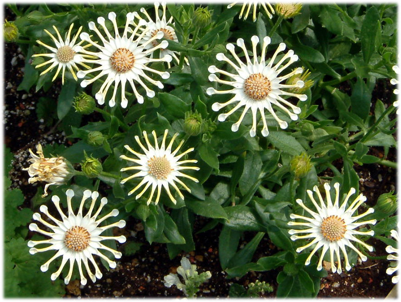 Osteospermum Cape Daisy