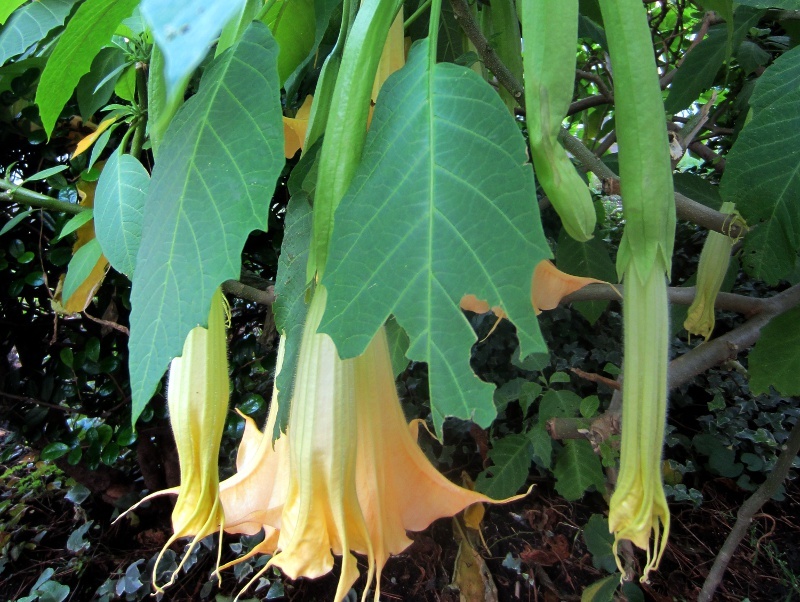 Brugmansia