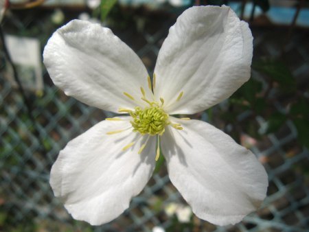 誕生花　5月9日