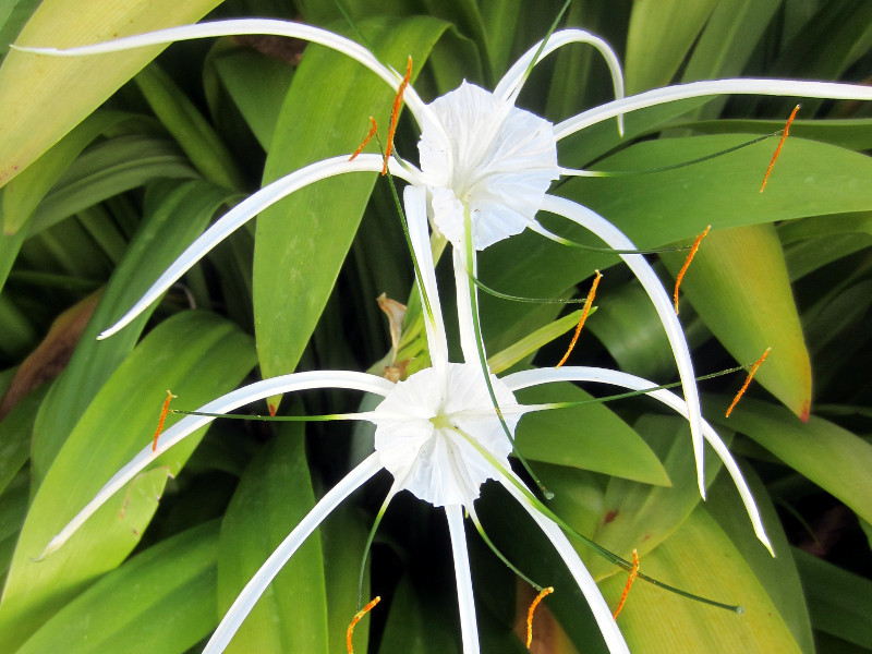 スパイダーリリー（Spider lily）と似た花