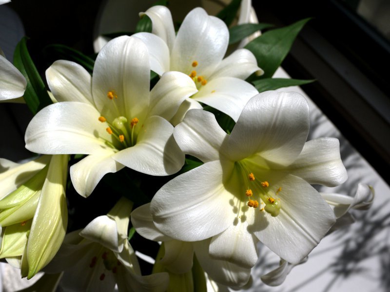 Easter lily