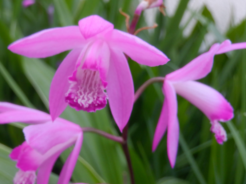 誕生花　５月６日