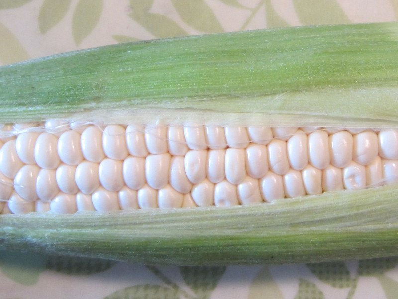 トウモロコシ Zea Mays かぎけん花図鑑