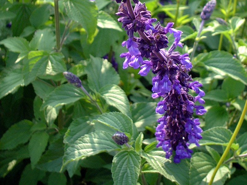 ラベンダーセージ Salvia Farinacea Indigo Spires かぎけん花図鑑