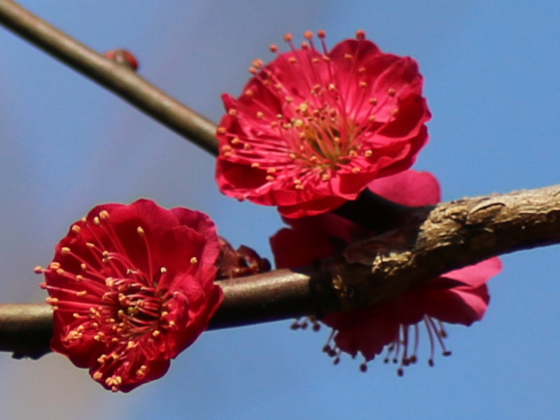 梅花　’鹿岛红’