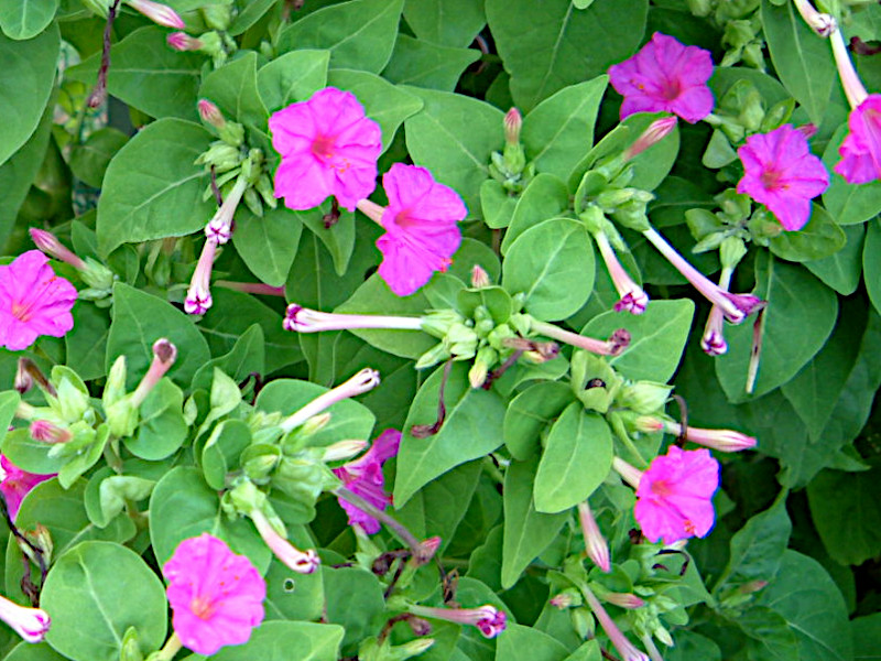 Mirabilis jalapa