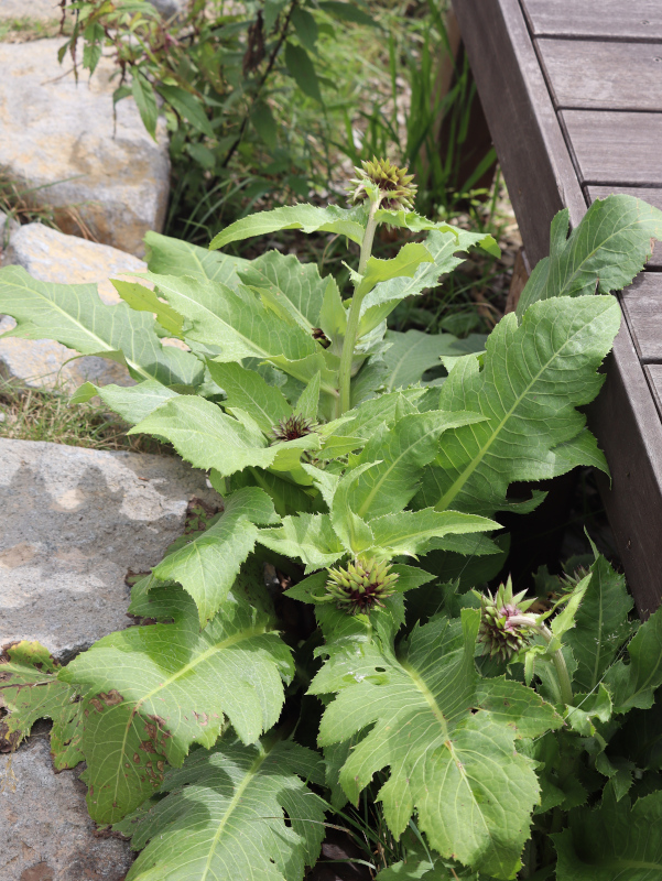 Cirsium purpuratum