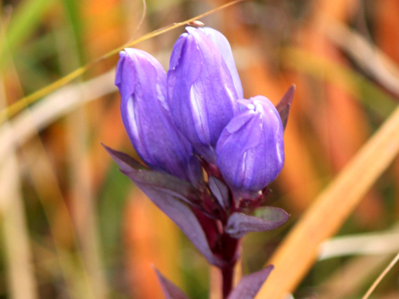 エゾリンドウ | Gentiana triflora var. japonica | かぎけん花図鑑