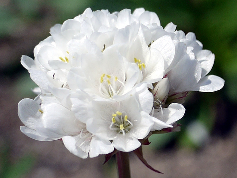 アルメリア バレリーナ ホワイト Armeria Cv Ballerina White かぎけん花図鑑