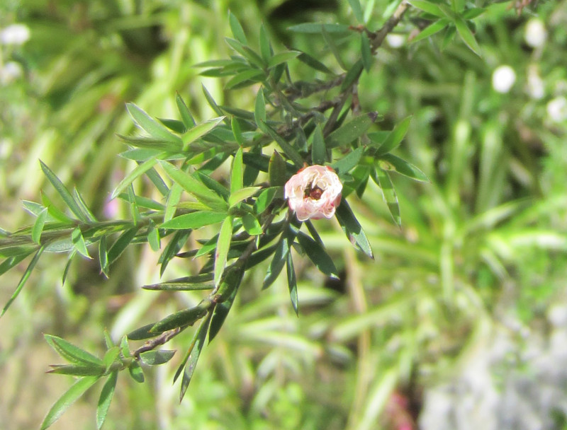 ギョリュウバイ Leptospermum Scoparium かぎけん花図鑑