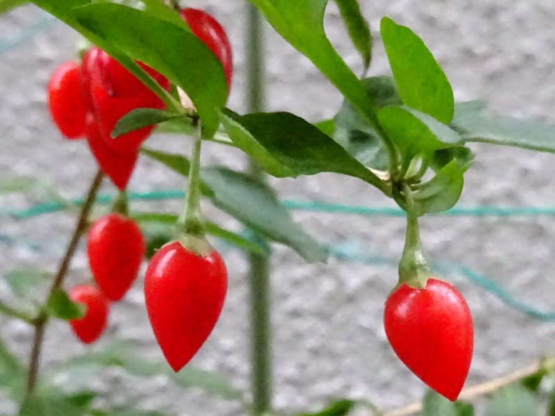 Goji berry