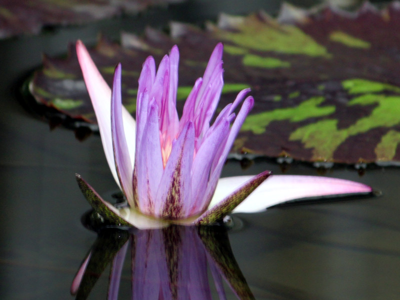  Nymphaea 'Foxfire'