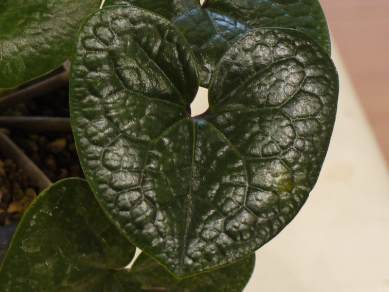 センカクアオイ | Asarum senkakuinsulare | かぎけん花図鑑 センカクアオイ | Asarum senkakuinsulare | かぎけん花図鑑