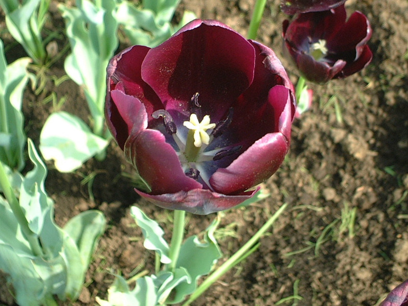 Tulip