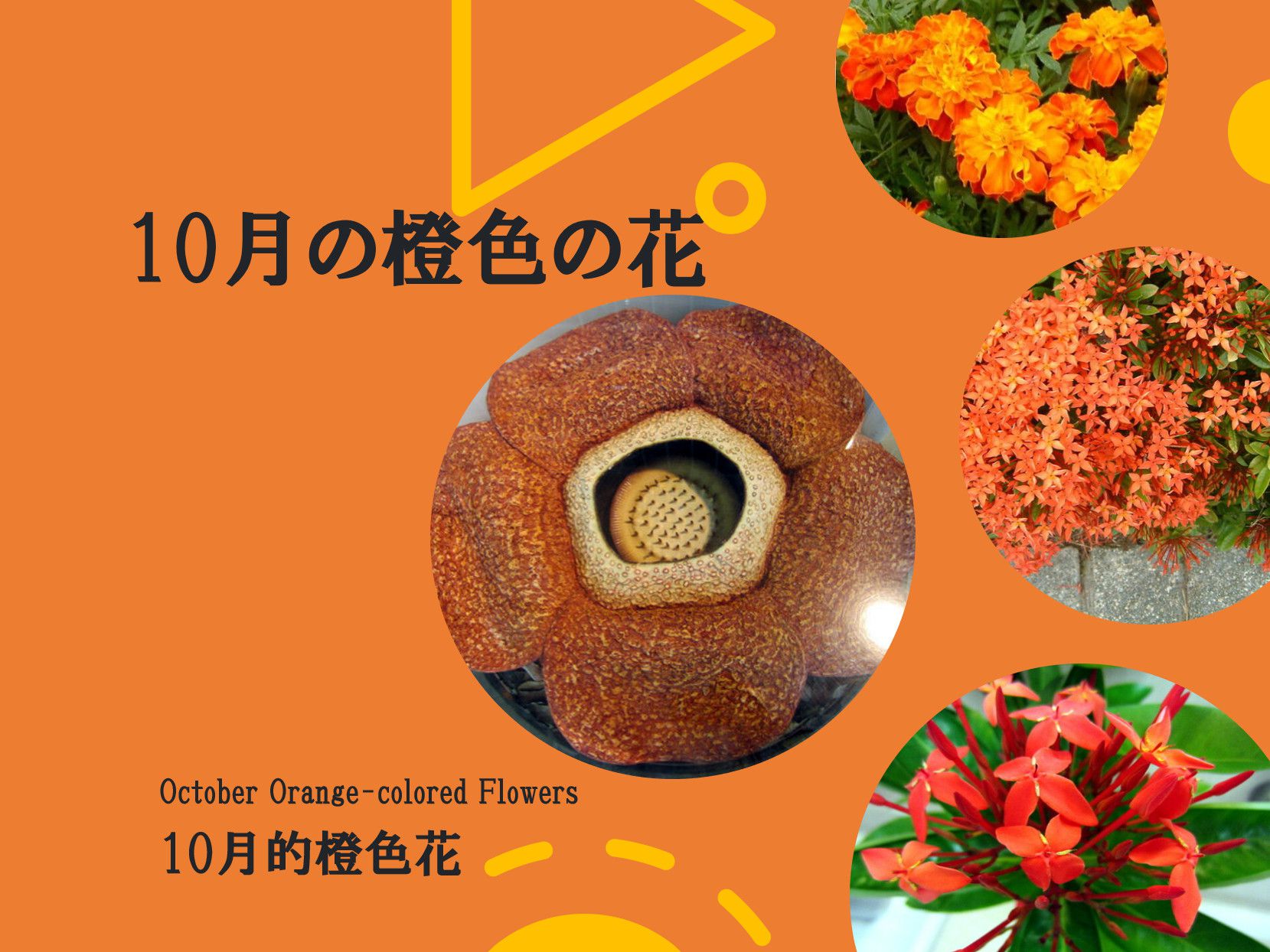 10月の橙色の花