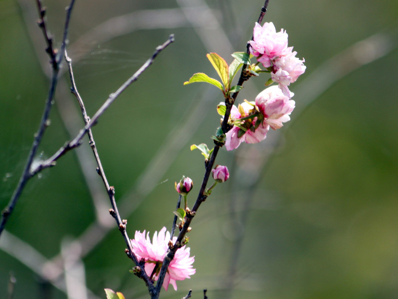 Dwarf flowering almond