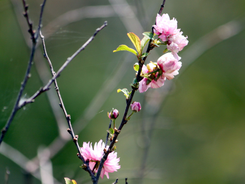 ニワザクラ Cerasus Glandulosa かぎけん花図鑑