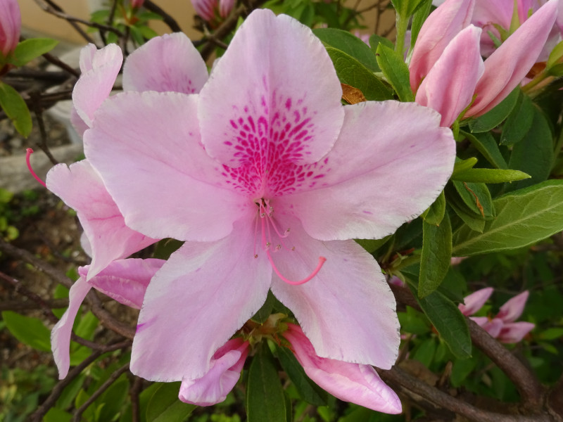 Rhododendron pulchrum