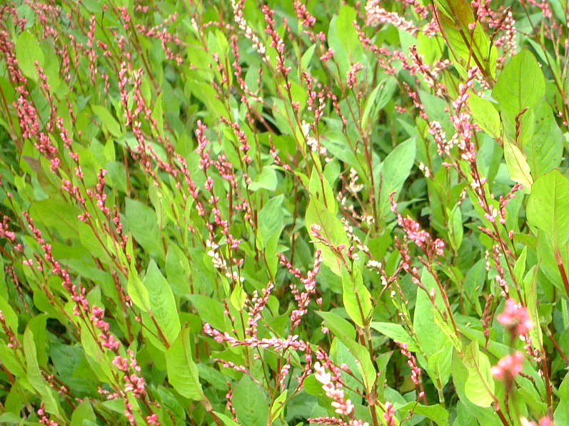 蓼藍 Persicaria Tinctoria 科技研花图画书