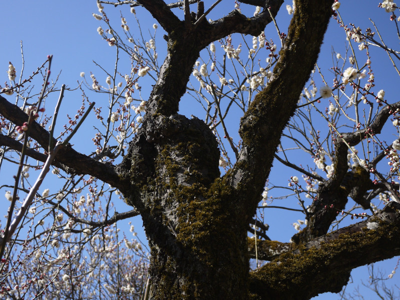 Prunus mume 'Choju'