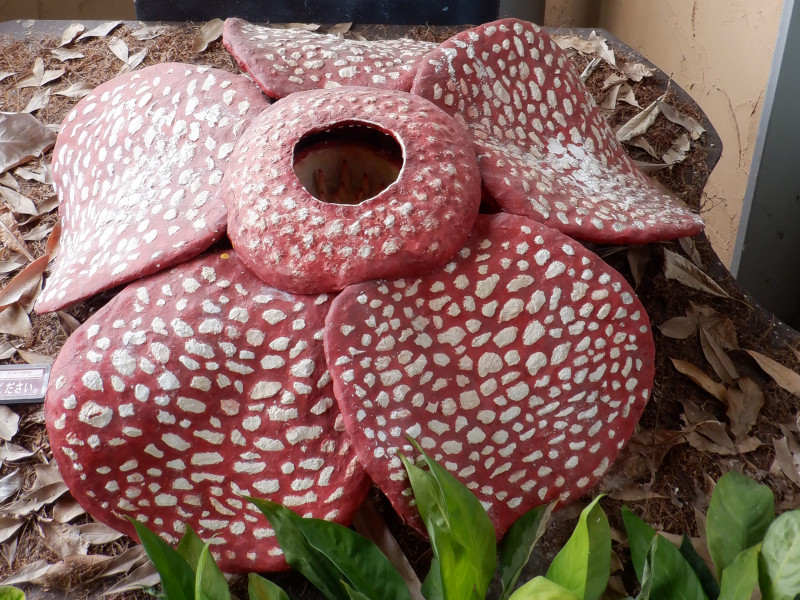 ラフレシア・アルノルディー | Rafflesia arnoldii | かぎけん花図鑑