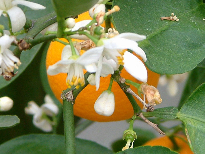 花良治柑橘 Citrus Keraji 科技研花图画书