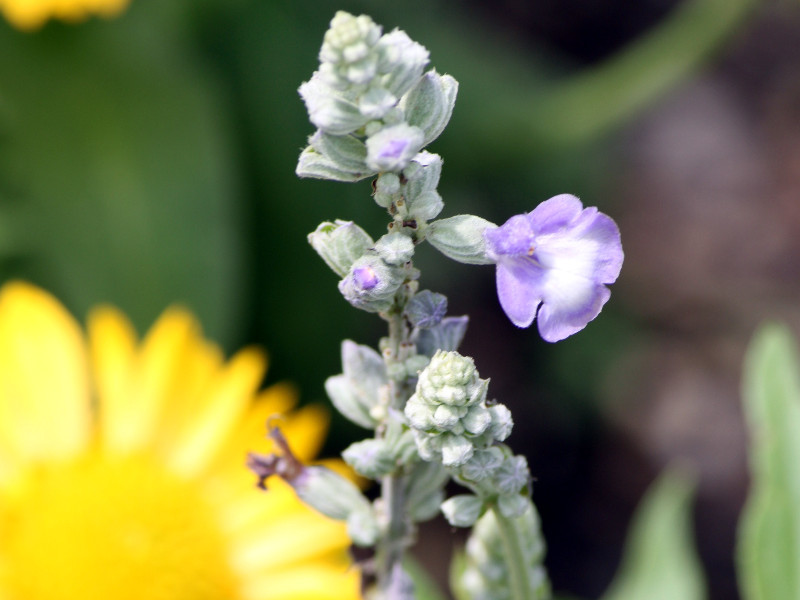 ブルーサルビア Salvia Farinacea かぎけん花図鑑