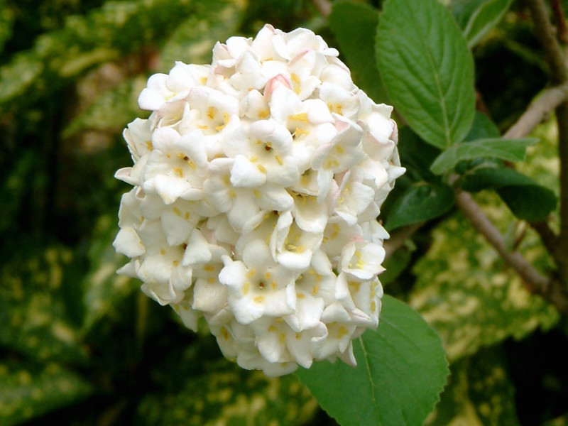 誕生花　6月22日　ガマズミ