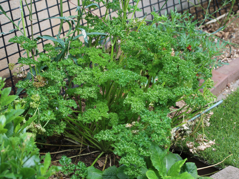 Parsley