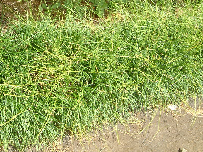 Mondo Grass