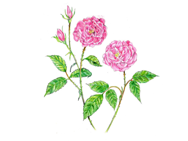 Damask rose