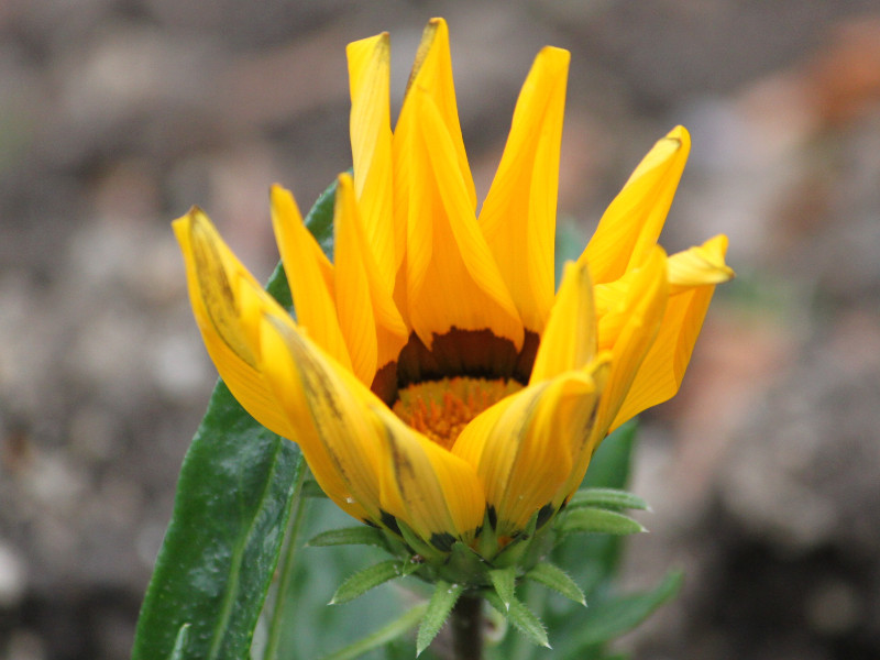 Gazania rigens