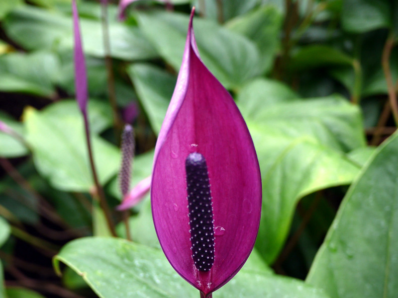 Anthurium arcs