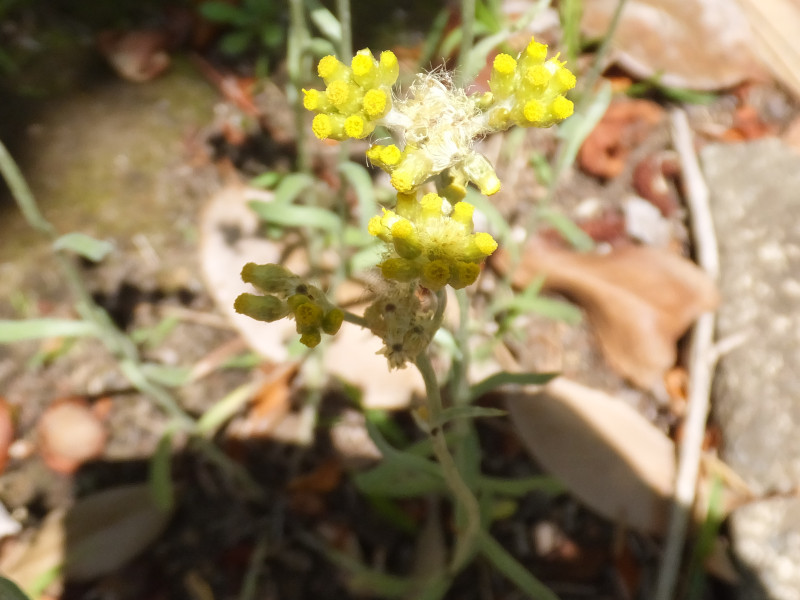 鼠麴草 Gnaphalium Affine 科技研花图画书