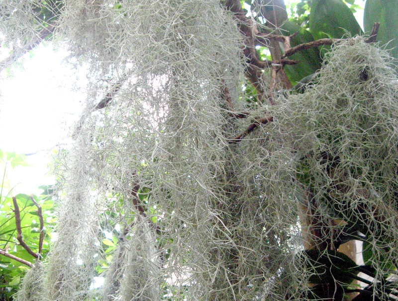 Spanish moss