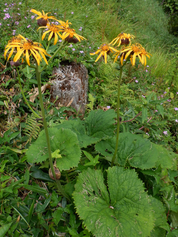 Ligularia dentata