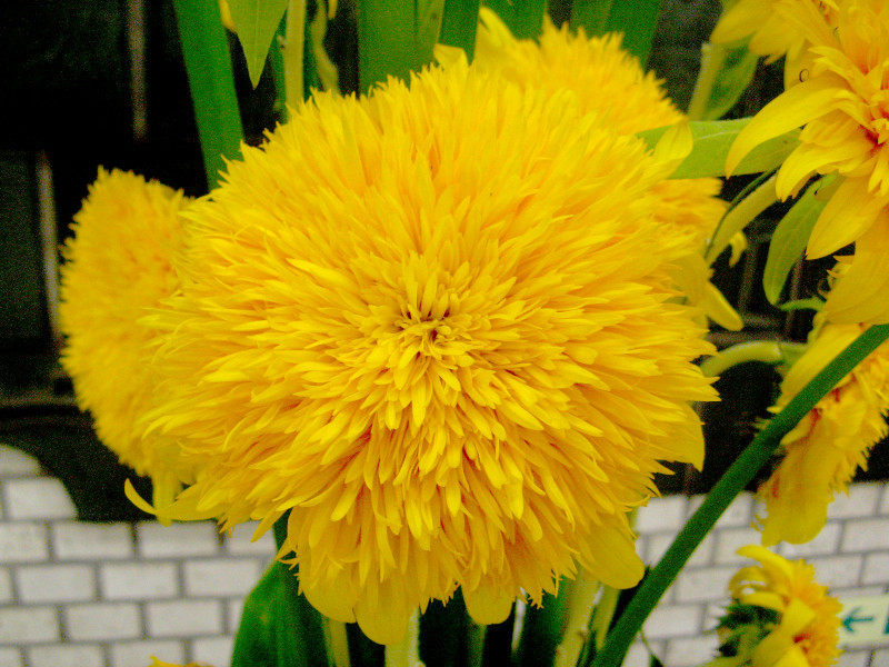 東北八重ひまわり Helianthus Annuus Cv Tohoku Yae かぎけん花図鑑