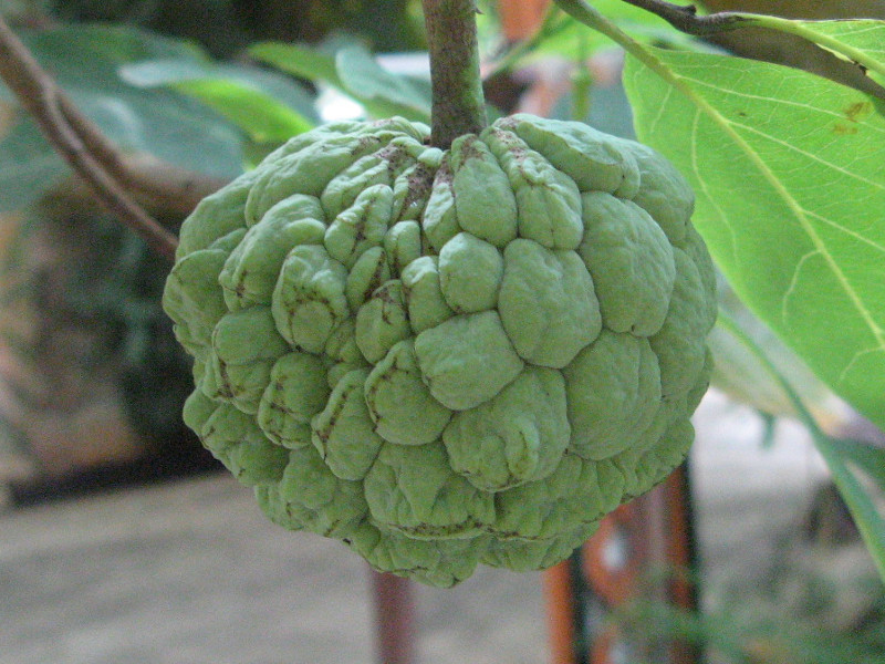 Annona squamosa