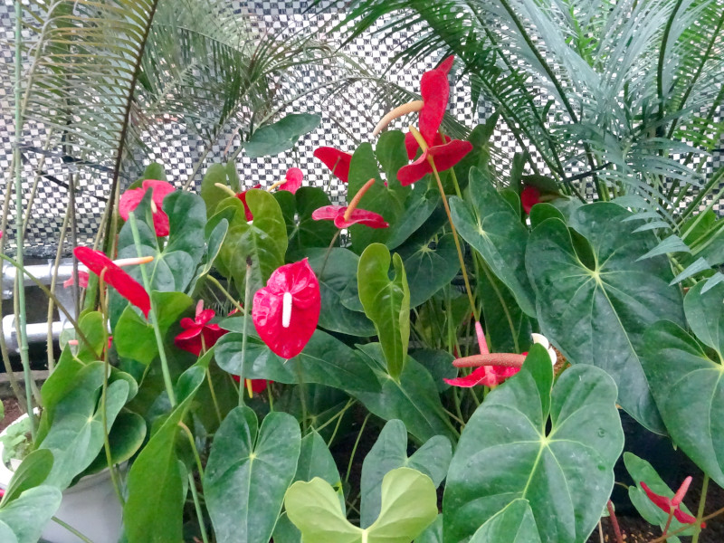 Anthurium