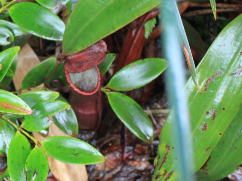 Nepenthes rafflesiana