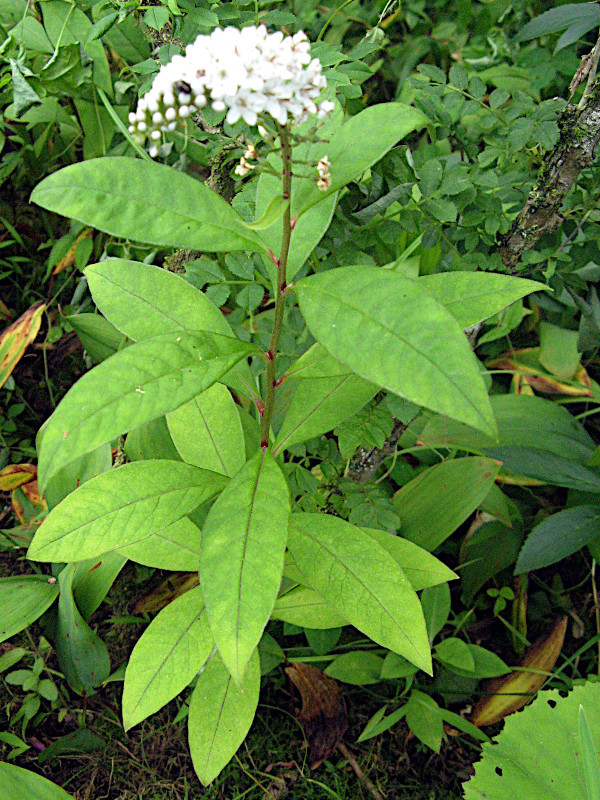 gooseneck loosestrife