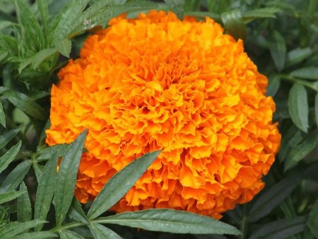 Tagetes erecta