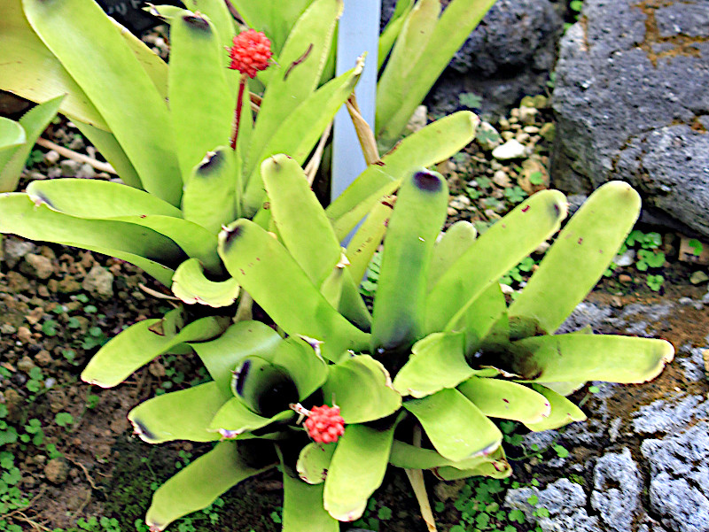 Aechmea calyculata