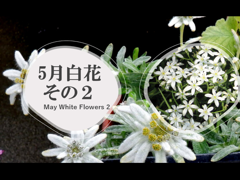 5月の白花種類一覧2