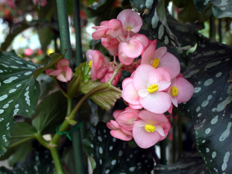 木立性ベゴニア ジムウィルツェン Begonia Cv Jim Wyrtzen かぎけん花図鑑