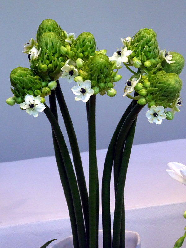 オーニソガラム アラビカム Ornithogalum Arabicum かぎけん花図鑑